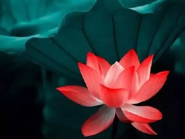 寿星寺闻子规二首  其一 - 周文璞 - 唐代 - 诗词配图