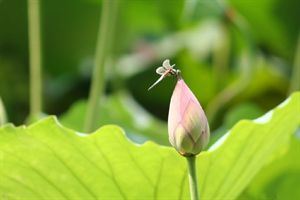 数日阴雨怀李生  其二 - 李彭 - 唐代 - 诗词配图