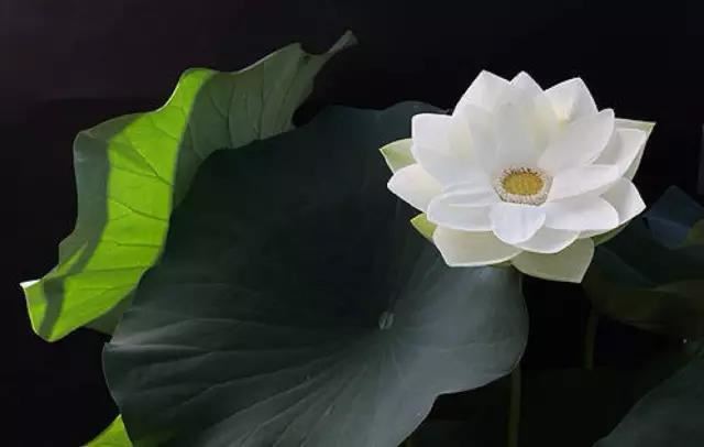 酒泉子·酒泉子·罗带缕金 - 顾敻 - 五代 - 诗词配图