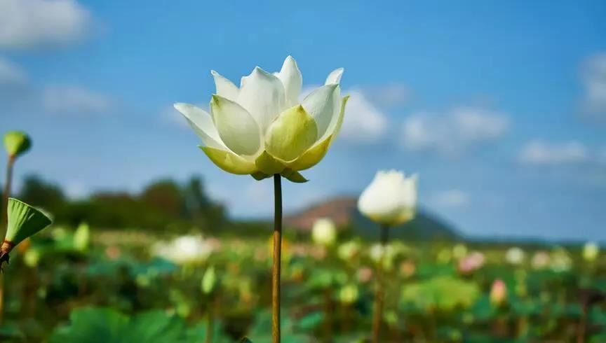 钟离春智勇定齐・红绣鞋 - 郑光祖 - 元代 - 诗词配图