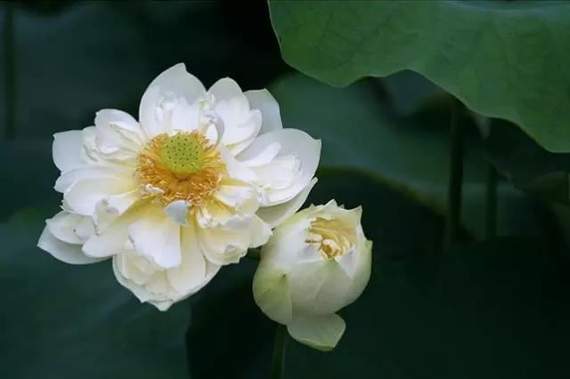 四犯翦梅花 - 刘过 - 宋代 - 诗词配图