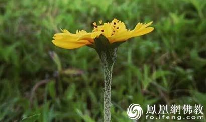 次韵和右巡李端公见寄之什 - 杨亿 - 唐代 - 诗词配图