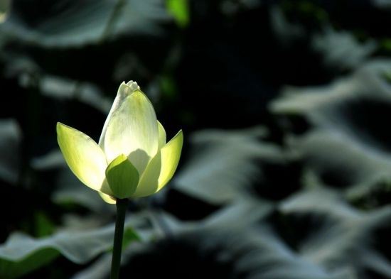 敏叔除祠曹以诗二首寄之  其二 - 许景衡 - 唐代 - 诗词配图