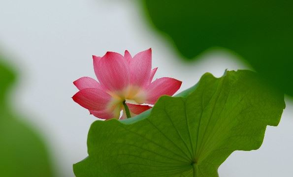 和士特栽果十首 桃 - 刘子翚 - 唐代 - 诗词配图
