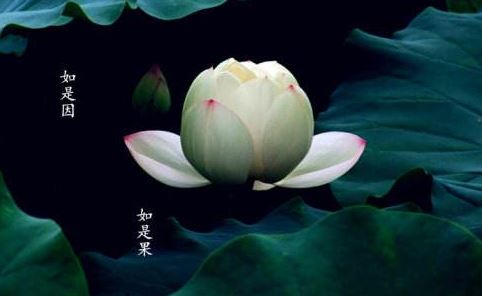 游罗浮宝积寺  其二 - 陈元晋 - 唐代 - 诗词配图