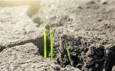 征妇怨效张籍 - 释善珍 - 唐代 - 诗词配图