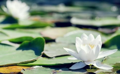 寓清源驿 - 王十朋 - 唐代 - 诗词配图