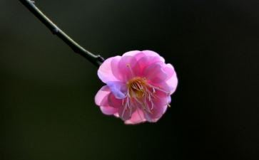 锦标归 - 曹勋 - 宋代 - 诗词配图