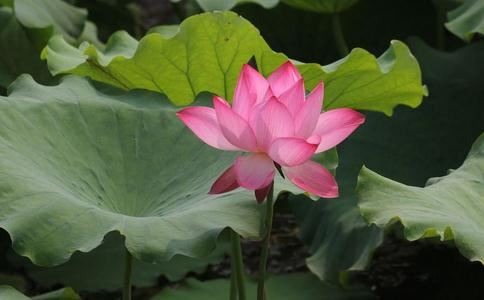 小山之南作曲栏石磴缭绕如栈道戏作二篇  其二 - 陆游 - 唐代 - 诗词配图